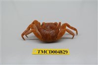 藏品(白紋方蟹)的圖片